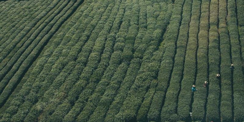 欧时明揭秘农业照明创新：蒸汽波风格红色LED如何重塑植物工厂生产力